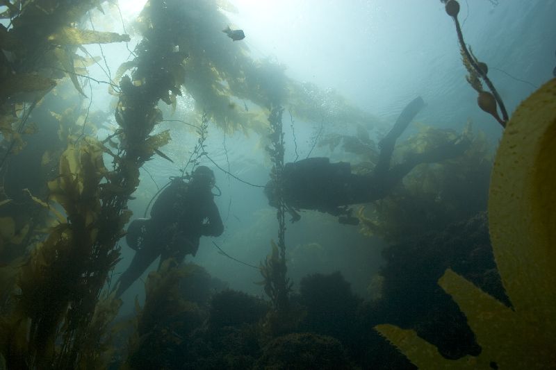 kelp forest