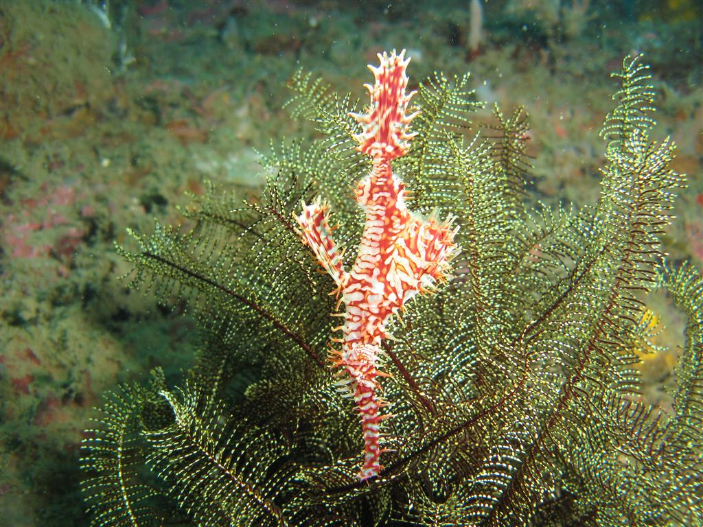 Ornate ghost pipefish