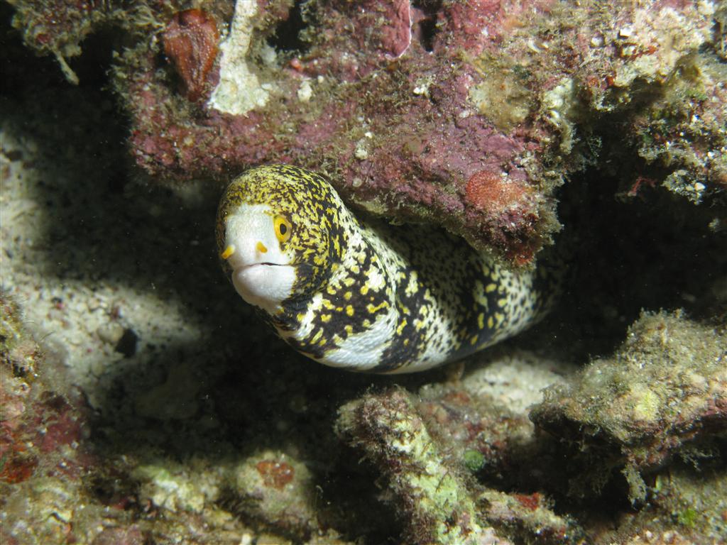 Moray Eel
