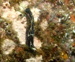 Navanax