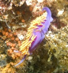 Spanish Shawl nudibranch