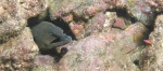 Moray