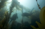 kelp forest