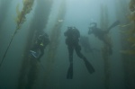 In the kelp forest