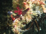 Nudibranch