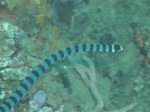 Banded seasnake