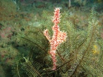 Ornate ghost pipefish
