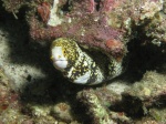 Moray Eel