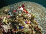 Nudibranch