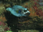 Dog-faced pufferfish