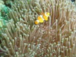 Clownfish